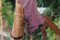IMG-20250924-WA0020